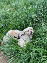 FLORI, Hund, Mischlingshund in Rumänien - Bild 5