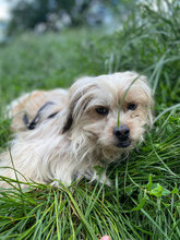 FLORI, Hund, Mischlingshund in Rumänien - Bild 6