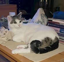RAFAELA, Katze, Europäisch Kurzhaar in Dörverden - Bild 10