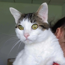RAFAELA, Katze, Europäisch Kurzhaar in Dörverden - Bild 12