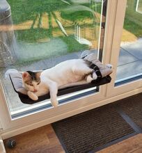 RAFAELA, Katze, Europäisch Kurzhaar in Dörverden - Bild 16