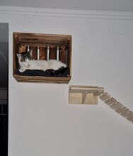 RAFAELA, Katze, Europäisch Kurzhaar in Dörverden - Bild 17