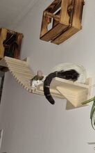 RAFAELA, Katze, Europäisch Kurzhaar in Dörverden - Bild 18