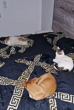 RAFAELA, Katze, Europäisch Kurzhaar in Dörverden - Bild 21