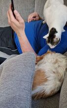 RAFAELA, Katze, Europäisch Kurzhaar in Dörverden - Bild 22