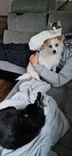 RAFAELA, Katze, Europäisch Kurzhaar in Dörverden - Bild 24