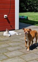 RAFAELA, Katze, Europäisch Kurzhaar in Dörverden - Bild 25