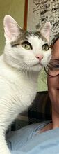 RAFAELA, Katze, Europäisch Kurzhaar in Dörverden - Bild 3