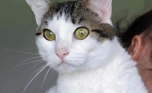 RAFAELA, Katze, Europäisch Kurzhaar in Dörverden - Bild 5