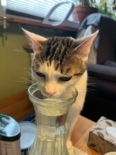 RAFAELA, Katze, Europäisch Kurzhaar in Dörverden - Bild 6