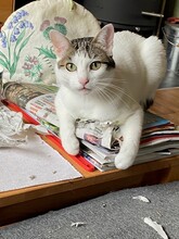 RAFAELA, Katze, Europäisch Kurzhaar in Dörverden - Bild 7