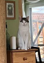 RAFAELA, Katze, Europäisch Kurzhaar in Dörverden - Bild 8