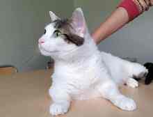 RAFAELA, Katze, Europäisch Kurzhaar in Dörverden - Bild 9
