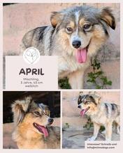 APRIL, Hund, Mischling in Brühl - Bild 1