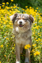 APRIL, Hund, Mischling in Brühl - Bild 2