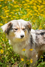 APRIL, Hund, Mischling in Brühl - Bild 3