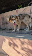 APRIL, Hund, Mischling in Brühl - Bild 4