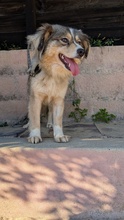 APRIL, Hund, Mischling in Brühl - Bild 5