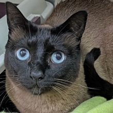 DIVA, Katze, Siamkatze in Spanien - Bild 1