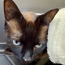 DIVA, Katze, Siamkatze in Spanien - Bild 4