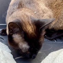 DIVA, Katze, Siamkatze in Spanien - Bild 5