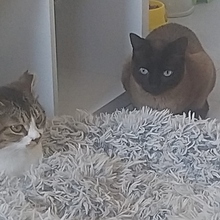 DIVA, Katze, Siamkatze in Spanien - Bild 6