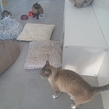DIVA, Katze, Siamkatze in Spanien - Bild 7