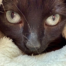 DIVA, Katze, Siamkatze in Düsseldorf