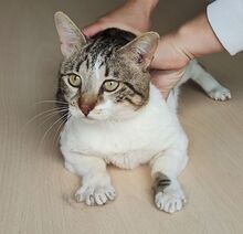 PIAGET, Katze, Europäisch Kurzhaar in Spanien - Bild 1