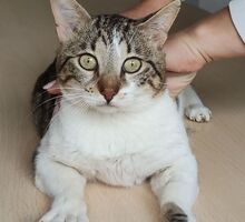 PIAGET, Katze, Europäisch Kurzhaar in Spanien - Bild 10