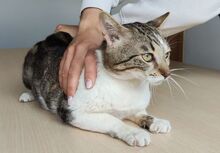 PIAGET, Katze, Europäisch Kurzhaar in Spanien - Bild 2