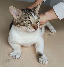 PIAGET, Katze, Europäisch Kurzhaar in Spanien - Bild 3