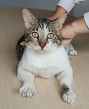 PIAGET, Katze, Europäisch Kurzhaar in Spanien - Bild 4