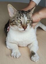 PIAGET, Katze, Europäisch Kurzhaar in Spanien - Bild 5