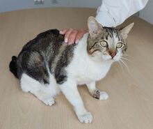 PIAGET, Katze, Europäisch Kurzhaar in Spanien - Bild 6