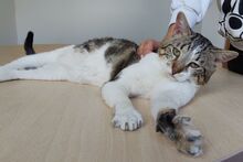 PIAGET, Katze, Europäisch Kurzhaar in Spanien - Bild 7