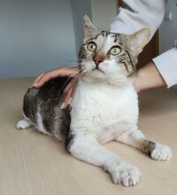PIAGET, Katze, Europäisch Kurzhaar in Spanien - Bild 9