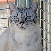 MICO, Katze, Siamkatze in Spanien - Bild 1