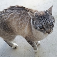 MICO, Katze, Siamkatze in Spanien - Bild 10
