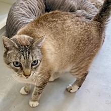 MICO, Katze, Siamkatze in Spanien - Bild 2