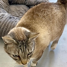 MICO, Katze, Siamkatze in Spanien - Bild 3