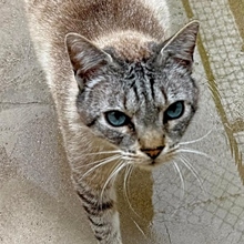 MICO, Katze, Siamkatze in Spanien - Bild 4