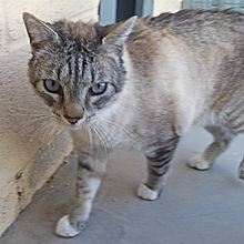 MICO, Katze, Siamkatze in Spanien - Bild 5