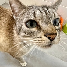 MICO, Katze, Siamkatze in Spanien - Bild 6