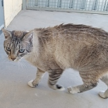 MICO, Katze, Siamkatze in Spanien - Bild 7