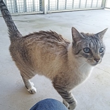 MICO, Katze, Siamkatze in Spanien - Bild 8