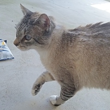 MICO, Katze, Siamkatze in Spanien - Bild 9
