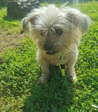 ARON, Hund, Mischlingshund in Hartenstein - Bild 16
