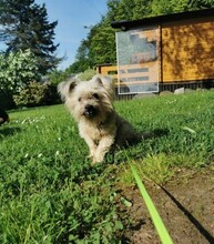 ARON, Hund, Mischlingshund in Hartenstein - Bild 3