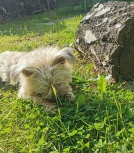 ARON, Hund, Mischlingshund in Hartenstein - Bild 8